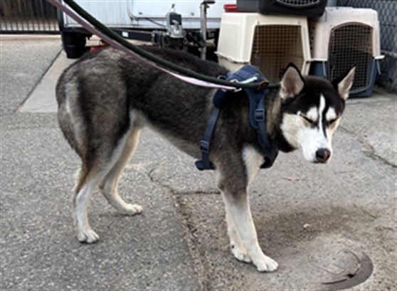 Shelter Stray Male Dog last seen BARNARD / OCEAN PARK, 1640 9th St, Santa Monica, CA 90404, USA