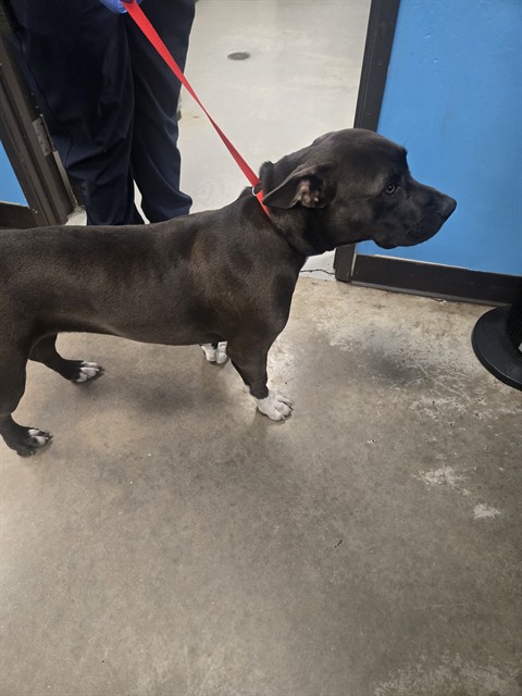 Shelter Stray Female Dog last seen CALIFORNIA / REAL ST BAKERSFIELD, 201 S Mt Vernon Ave, Bakersfield, CA 93307, USA