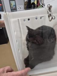 Shelter Stray Unknown Cat last seen ST CHARLES CO, 4850 Mid Rivers Mall Dr, St Peters, MO 63376, USA