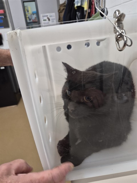 Shelter Stray Unknown Cat last seen ST CHARLES CO, 4850 Mid Rivers Mall Dr, St Peters, MO 63376, USA