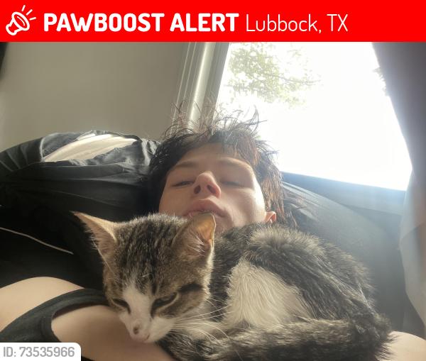 Lost Unknown Cat last seen brown elementary school, Lubbock, TX 79412