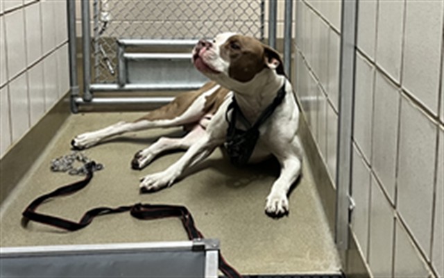 Shelter Stray Unknown Dog last seen Near BLOCK E BOULDER ST, COLORADO SPRINGS CO 80909, 610 Abbot Ln, Colorado Springs, CO 80905, USA