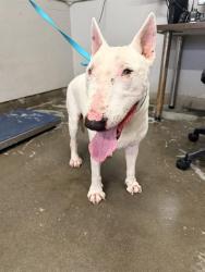 Shelter Stray Male Dog last seen , 600 Aviation Dr, Camarillo, CA 93010, USA