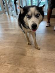 Shelter Stray Female Dog last seen BROADWAY ST, 8311 Freedom Dr, Pearland, TX 77581, USA