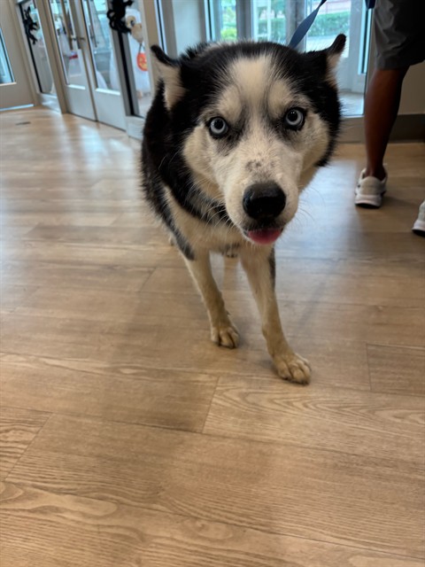 Shelter Stray Female Dog last seen BROADWAY ST, 8311 Freedom Dr, Pearland, TX 77581, USA