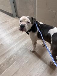 Shelter Stray Male Dog last seen ARNOLD DR, 8311 Freedom Dr, Pearland, TX 77581, USA