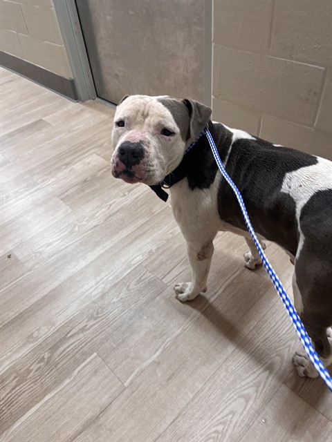 Shelter Stray Male Dog last seen ARNOLD DR, 8311 Freedom Dr, Pearland, TX 77581, USA