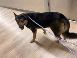 Shelter Stray Male Dog last seen ARNOLD DR, 8311 Freedom Dr, Pearland, TX 77581, USA