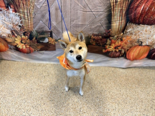 Shelter Stray Male Dog last seen Near BLOCK SE 28 AVE, 3599 NW 79th Ave, Doral, FL 33122, USA
