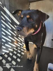 Shelter Stray Female Dog last seen WESTOAK AND WESTKNOLL, 4710 TX-151, San Antonio, TX 78227, USA