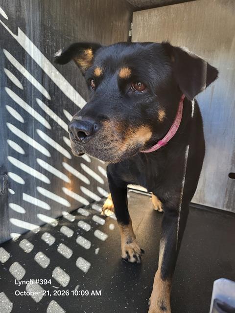 Shelter Stray Female Dog last seen WESTOAK AND WESTKNOLL, 4710 TX-151, San Antonio, TX 78227, USA
