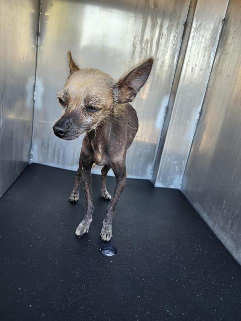 Shelter Stray Female Dog last seen Near BLOCK S CALAVERAS ST, 4710 TX-151, San Antonio, TX 78227, USA