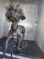 Shelter Stray Female Dog last seen Near BLOCK S CALAVERAS ST, 4710 TX-151, San Antonio, TX 78227, USA