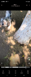 Lost Male Dog last seen Oildale dr. And Washington Ave., Oildale, CA 93308