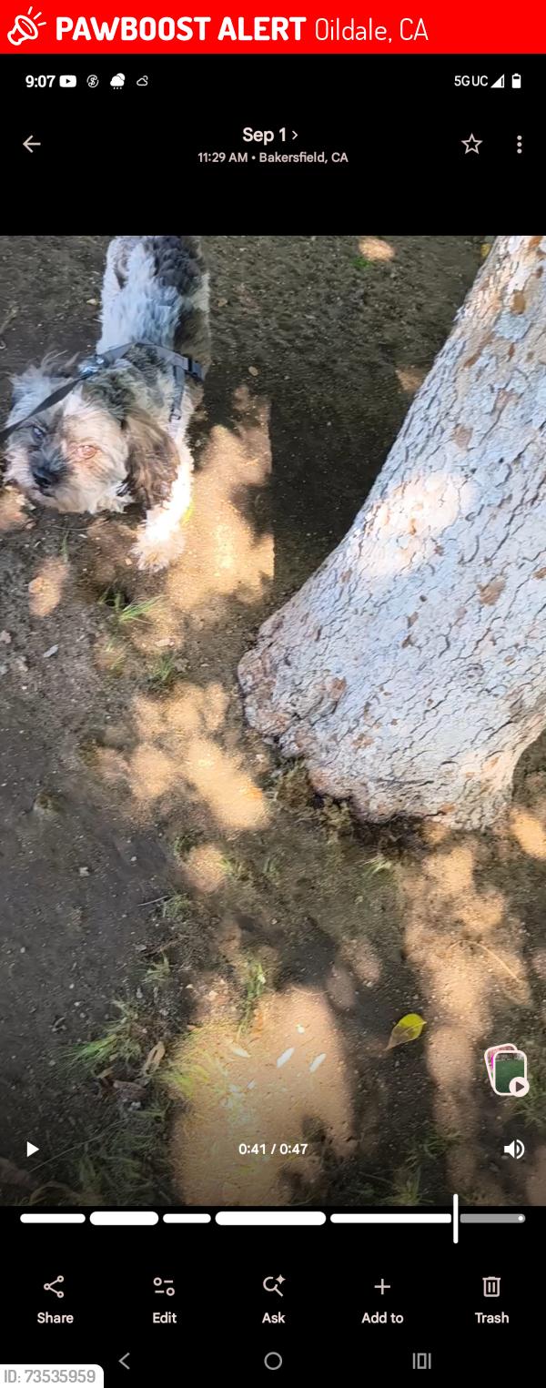 Lost Male Dog last seen Oildale dr. And Washington Ave., Oildale, CA 93308