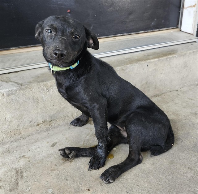 Shelter Stray Male Dog last seen Near BLOCK CICERO, 4710 TX-151, San Antonio, TX 78227, USA