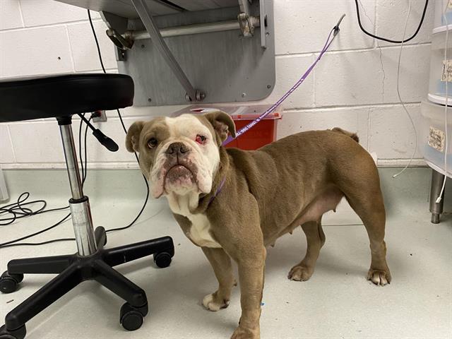 Shelter Stray Female Dog last seen MONTGOMERY AND MORRIS, 8920 Lomas Blvd NE, Albuquerque, NM 87112, USA