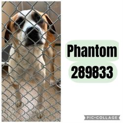Shelter Stray Male Dog last seen W GRENADA TERR, 4214 Fulton Mill Rd, Macon, GA 31216, USA
