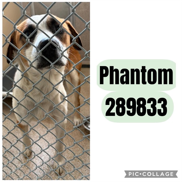 Shelter Stray Male Dog last seen W GRENADA TERR, 4214 Fulton Mill Rd, Macon, GA 31216, USA