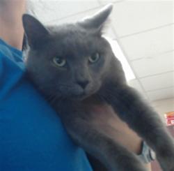 Shelter Stray Male Cat last seen Near BLOCK PARKTON RD, HOPE MILLS NC 28348, 4704 Corporation Dr, Fayetteville, NC 28306, USA