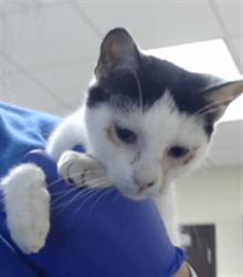 Shelter Stray Male Cat last seen Near BLOCK SOUTHERN OAKS DR, FAYETTEVILLE NC 28314, 4704 Corporation Dr, Fayetteville, NC 28306, USA