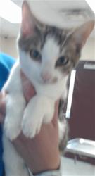 Shelter Stray Male Cat last seen Near BLOCK SOUTHERN OAKS DR, FAYETTEVILLE NC 28314, 4704 Corporation Dr, Fayetteville, NC 28306, USA
