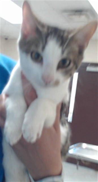 Shelter Stray Male Cat last seen Near BLOCK SOUTHERN OAKS DR, FAYETTEVILLE NC 28314, 4704 Corporation Dr, Fayetteville, NC 28306, USA