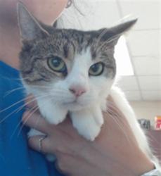 Shelter Stray Female Cat last seen Near BLOCK SOUTHERN OAKS DR, FAYETTEVILLE NC 28314, 4704 Corporation Dr, Fayetteville, NC 28306, USA