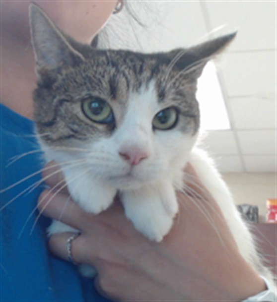 Shelter Stray Female Cat last seen Near BLOCK SOUTHERN OAKS DR, FAYETTEVILLE NC 28314, 4704 Corporation Dr, Fayetteville, NC 28306, USA