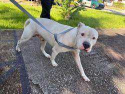 Shelter Stray Male Dog last seen Near BLOCK NW 8 PL, FORT LAUDERDALE FL 33311, 2400 SW 42nd St, Fort Lauderdale, FL 33312, USA