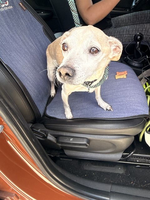 Shelter Stray Male Dog last seen Near BLOCK NE 60 ST, FORT LAUDERDALE FL 33334, 2400 SW 42nd St, Fort Lauderdale, FL 33312, USA