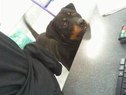 Shelter Stray Male Dog last seen CHARLOTTE, 8315 Byrum Dr, Charlotte, NC 28217, USA
