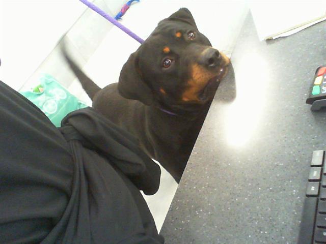 Shelter Stray Male Dog last seen CHARLOTTE, 8315 Byrum Dr, Charlotte, NC 28217, USA