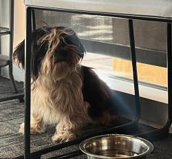 Found/Stray Female Dog last seen Discovery Green / The Grove Restaurant, Houston, TX 77010