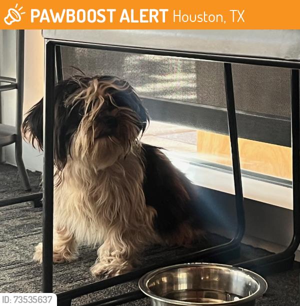 Found/Stray Female Dog last seen Discovery Green / The Grove Restaurant, Houston, TX 77010