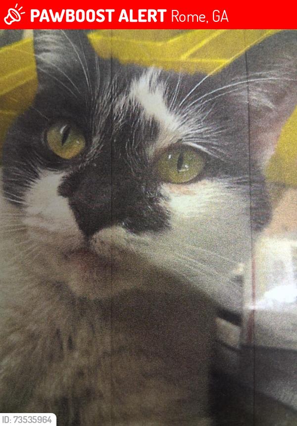 Lost Female Cat last seen Log cabin smokehouse, Rome, GA 30161