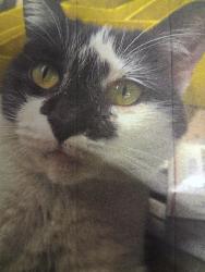 Lost Female Cat last seen Log cabin smokehouse, Rome, GA 30161