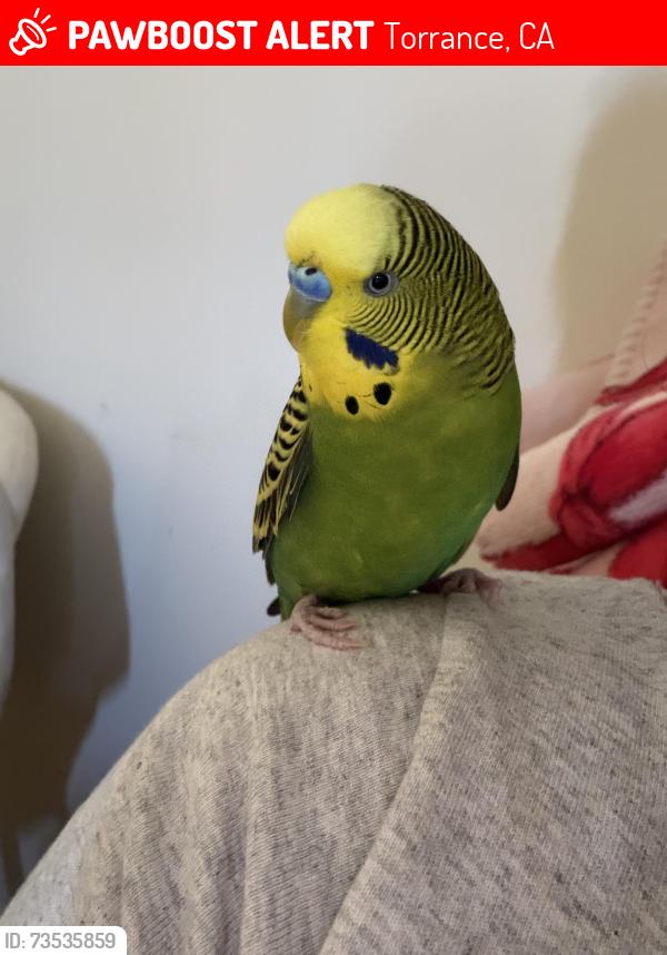 Lost Male Bird last seen Los condonas, Torrance, CA 90505
