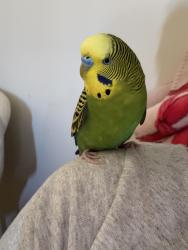 Lost Male Bird last seen Los condonas, Torrance, CA 90505