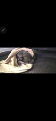 Reunited Male Dog last seen Near nw 118 st 33168, Miami, FL 33168
