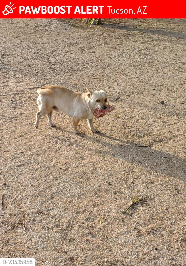 Lost Male Dog last seen Ajo and 16th, Tucson, AZ 85714