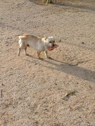 Lost Male Dog last seen Ajo and 16th, Tucson, AZ 85714