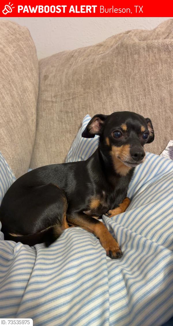 Lost Male Dog last seen Gardens Blvd, Burleson, TX 76028