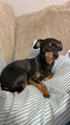 Lost Male Dog last seen Gardens Blvd, Burleson, TX 76028