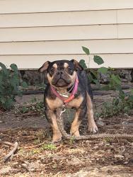 Found/Stray Unknown Dog last seen In residential neighborhood a few blocks from The Plaza, Oklahoma City, OK 73106