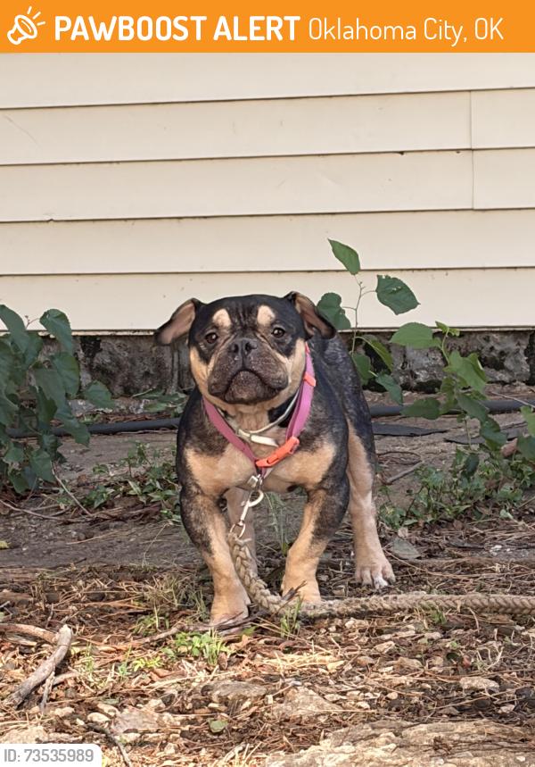 Found/Stray Unknown Dog last seen In residential neighborhood a few blocks from The Plaza, Oklahoma City, OK 73106
