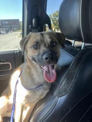 Found/Stray Female Dog last seen Coleman hill, Rutherford County, TN 37153