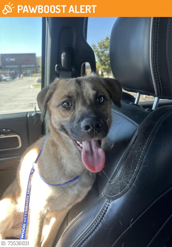 Found/Stray Female Dog last seen Coleman hill, Rutherford County, TN 37153