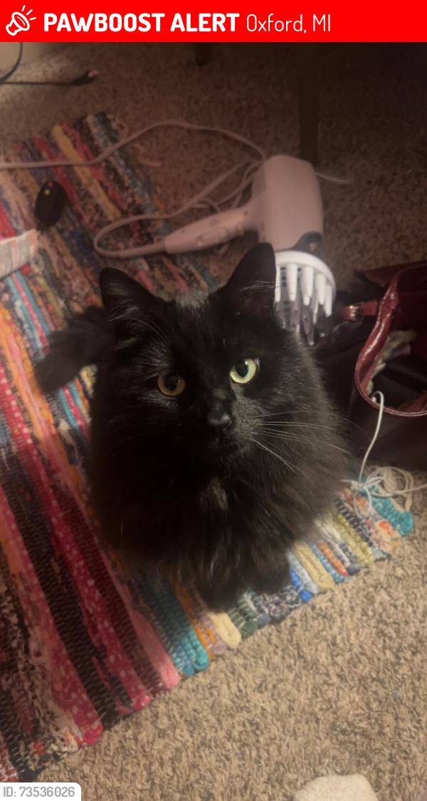 Lost Male Cat last seen Lakeville, Oxford, MI 48371
