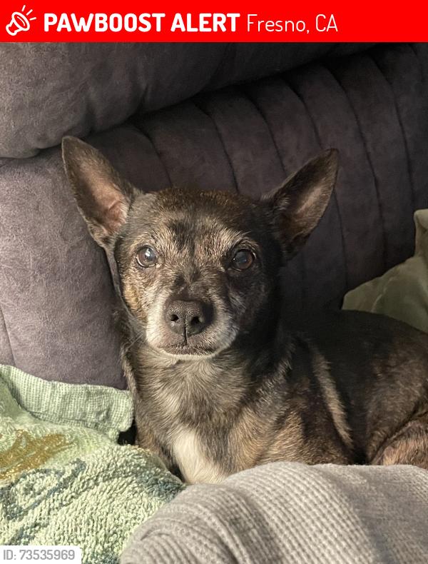 Lost Male Dog last seen Hughes and Dakota, Fresno, CA 93705
